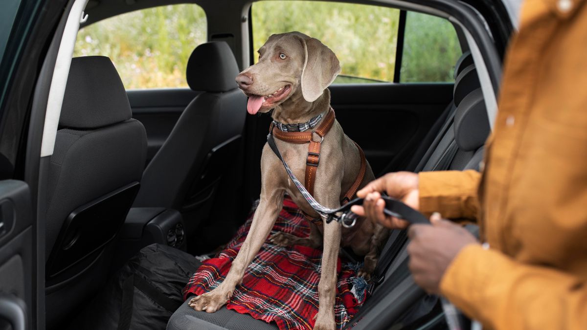 Cachorro com peitoral e guia no banco de trás de um carro