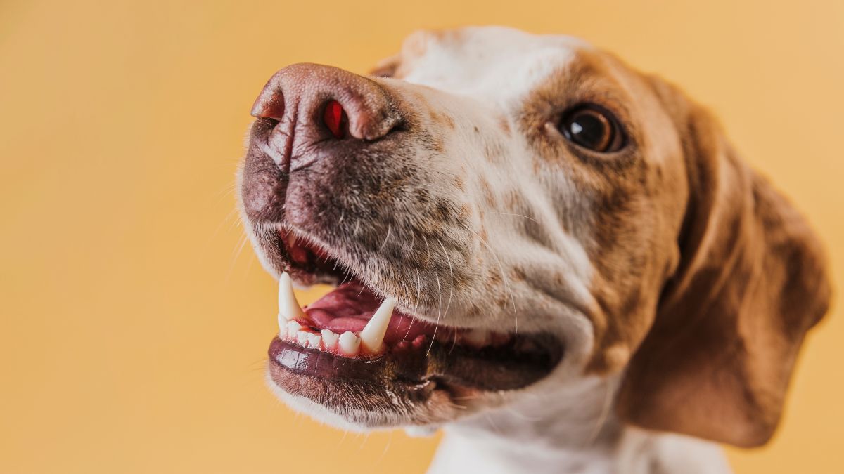 Pode usar pasta de dente para cachorros? Veja se vale a pena