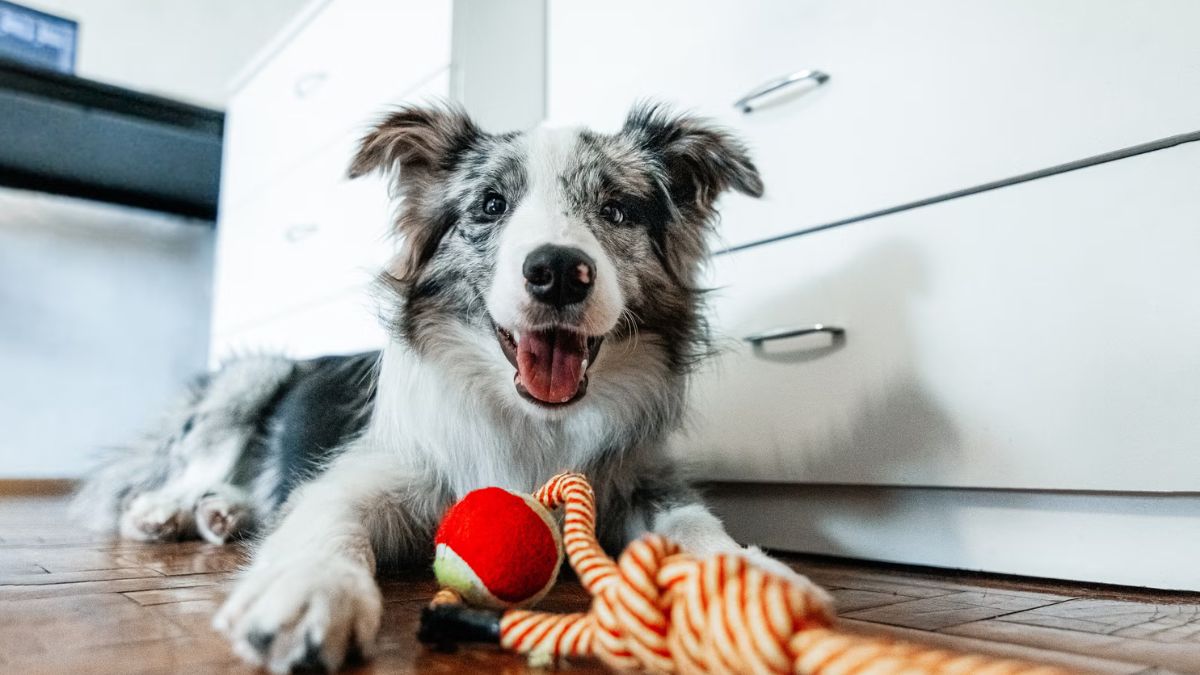 Qual é o melhor plano de saúde para cachorro? Escolha certo